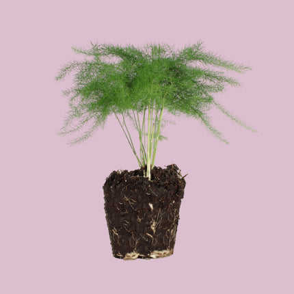 Asparagus - Taille du pot 6 cm - Hauteur 15-20 cm