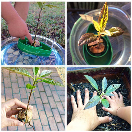 AvoSeedo: Coltivare una pianta di avocado da soli?
