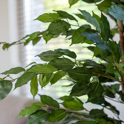 Ficus Deluxe Set - 2 Stück - Bündelprodukt - Kunstpflanzen
