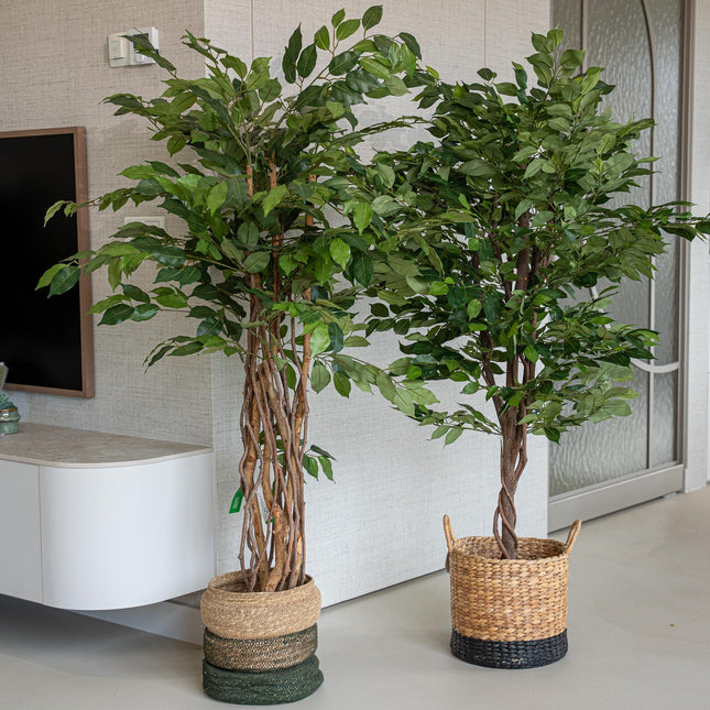 Ficus tree in Pot 2pcs - Bundle product - Artificial plants