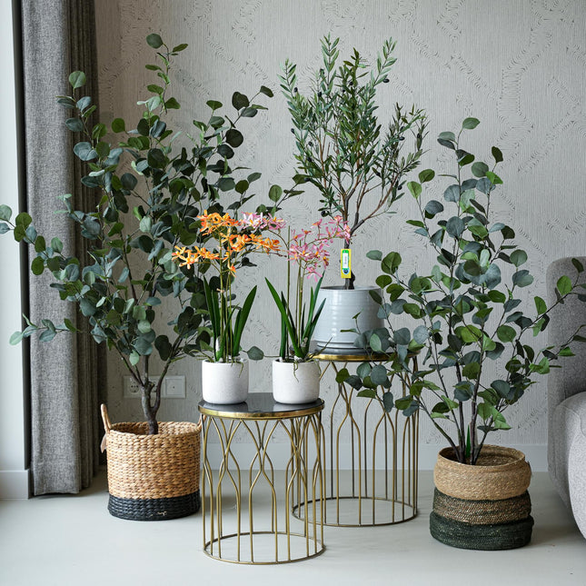 Ibiza set - 5 pcs - Bundle product - Artificial plants