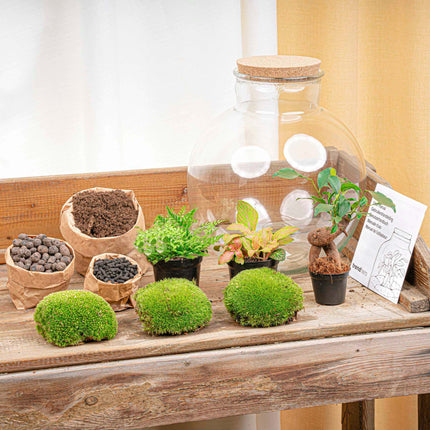 Kit DIY para terrario • Bolder Bob • Ecosistema con plantas • ↑ 30 cm