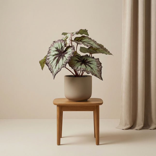 Begonia 26 cm - Potted - Grey Purple leaves - Artificial plant - UV - Indoor & Outdoor