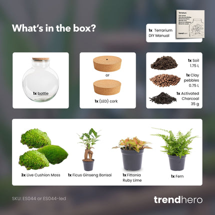 Bolder Bob Bonsai - Flaschengarten mit Licht - DIY Terrarium mit Pflanzen im Glas - Ø 31 cm ↑ 30 cm