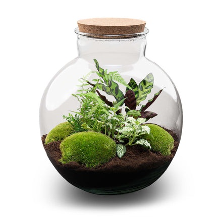 Kit DIY Terrarium • Bolder Bob • Écosystème avec plantes • ↑ 30 cm