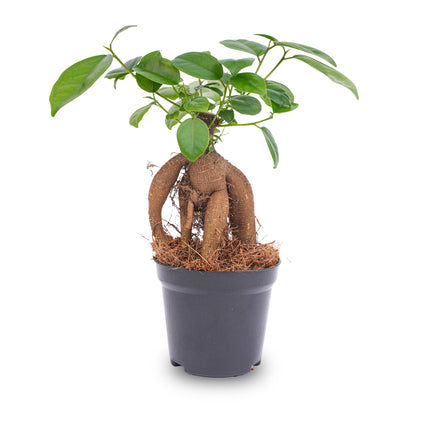 Ficus microcarpa ginseng bonsai - ↑20 cm