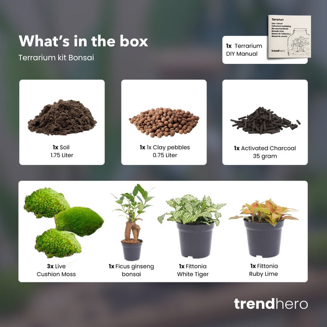 Bonsai Ficus Ginseng - DIY Flaschengarten Starter- & Nachfüllset mit 3 Terrarienpflanzen