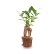 Ficus Ginseng bonsai - Microcarpa - ↑15 cm - Ø 6 cm