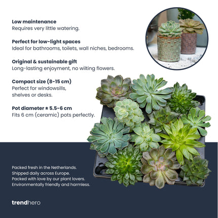 Kakteen-Set (12er Pack)