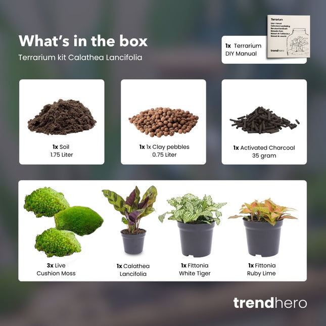 Calathea Lancifolia - DIY Flaschengarten Starter- & Nachfüllset mit 3 Terrarienpflanzen