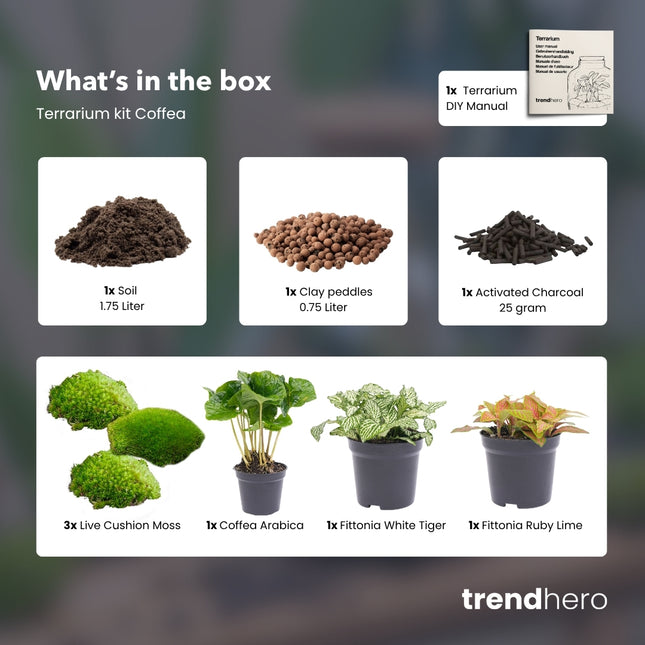 Coffea Arabica - DIY Flaschengarten Starter- & Nachfüllset mit 3 Terrarienpflanzen