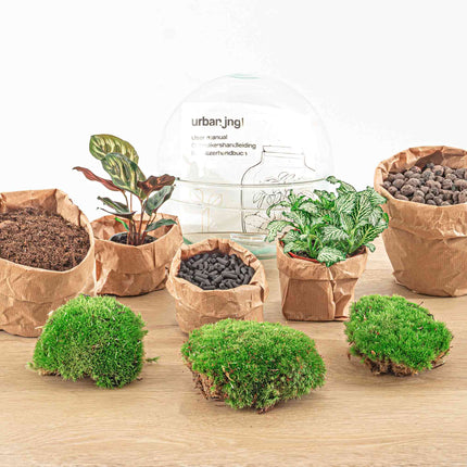 Kit DIY Terrario • Cúpula • Ecosistema con plantas • ↑ 20 cm