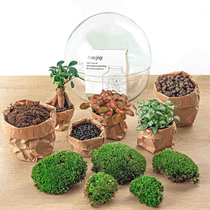 Kit Terrario DIY • Cúpula XL Ficus Ginseng bonsai • Ecosistema con plantas • ↑ 30 cm