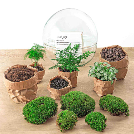Kit fai da te terrario • Cupola XL • Ecosistema con piante • ↑ 30 cm