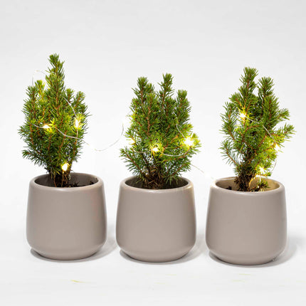 Mini-sapin set 3 - Avec 3x pot Joey gris + 20 lumières LED