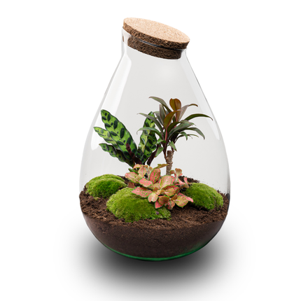 Drop XL Palme - Flaschengarten mit Korken - DIY Terrarium mit Pflanzen im Glas - Ø 24 cm ↑ 37 cm