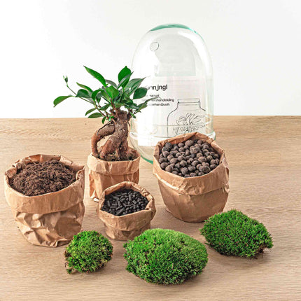 Kit de bricolaje para terrario • Egg Coffea Arabica • Ecosistema con plantas • ↑ 25 cm