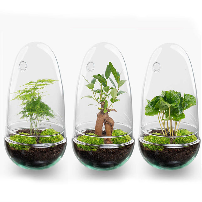 Egg - Terrarium - Two-part glass dome - Bottle garden DIY kit - Ø 12 cm ↑ 25 cm