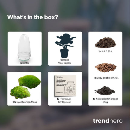 Egg - Terrarium - Two-part glass dome - Bottle garden DIY kit - Ø 12 cm ↑ 25 cm