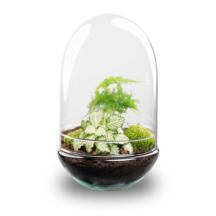 Egg XL - Flaschengarten - Zweiteilige Glaskuppel - DIY Terrarium mit Pflanzen im Glas - Ø 17,5 cm ↑ 30 cm