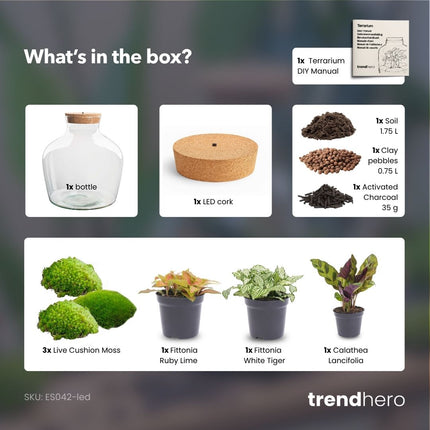 Fat Joe Red - Terrarium with light - Bottle garden DIY kit - Ø 29 cm ↑ 30 cm