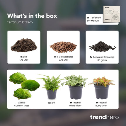 Farn - Plant Terrarium Refill & Starter kit - 3 terrarium plants - DIY