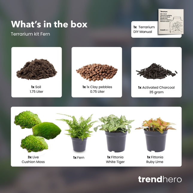 Farn - Plant Terrarium Refill & Starter kit - 3 terrarium plants - DIY
