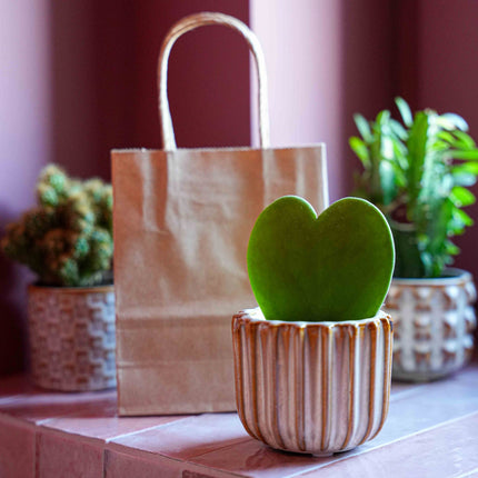 Geschenkset - Love Set - Herzblatt-Pflanze, Übertopf, Grußkarte & Geschenktüte