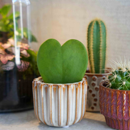 Geschenkset - Love Set - Herzblatt-Pflanze, Übertopf, Grußkarte & Geschenktüte