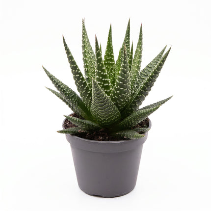 Haworthia Gasworthia - Mini Sukkulente - Topfgröße 5,5 cm