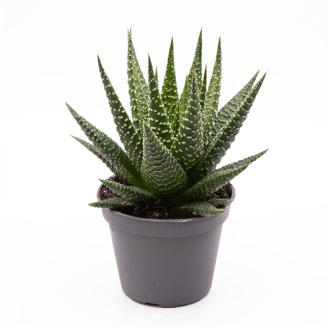 Haworthia Gasworthia - Mini Sukkulente - Topfgröße 5,5 cm