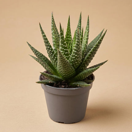 Haworthia Gasworthia - Mini Sukkulente - Topfgröße 5,5 cm