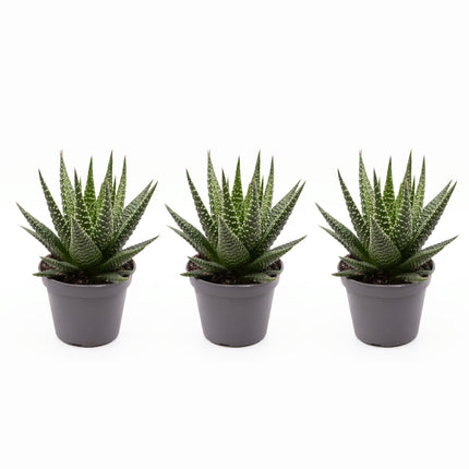 Haworthia Gasworthia - Mini Sukkulente - Topfgröße 5,5 cm