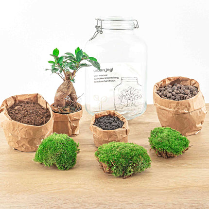 Jar Flaschengarten Paket - Ökosystem mit Pflanzen im Glas - ↑ 28 cm