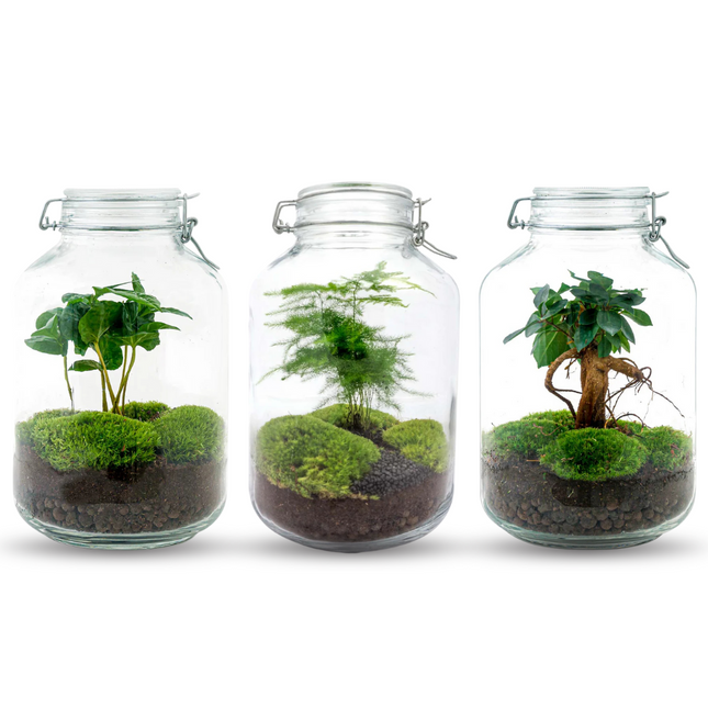 JAR - Terrarium Weckpot - Bottle garden DIY kit - Ø 18 cm ↑ 28 cm