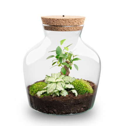  Little Joe - Flaschengarten mit Licht - DIY Terrarium mit Pflanzen im Glas - Ø 20 cm ↑ 22 cm