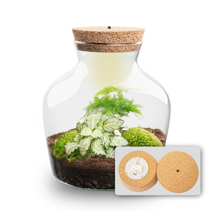  Little Joe - Flaschengarten mit Licht - DIY Terrarium mit Pflanzen im Glas - Ø 20 cm ↑ 22 cm