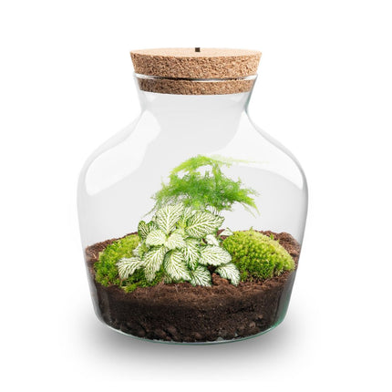  Little Joe - Flaschengarten mit Licht - DIY Terrarium mit Pflanzen im Glas - Ø 20 cm ↑ 22 cm
