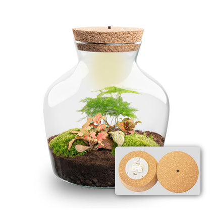  Little Joe - Flaschengarten mit Licht - DIY Terrarium mit Pflanzen im Glas - Ø 20 cm ↑ 22 cm