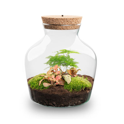  Little Joe - Flaschengarten mit Licht - DIY Terrarium mit Pflanzen im Glas - Ø 20 cm ↑ 22 cm