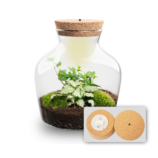 Little Joe Hedera Helix + Fittonia White Tiger - Flaschengarten mit Licht - DIY Terrarium mit Pflanzen im Glas - Ø 20 cm ↑ 22 cm