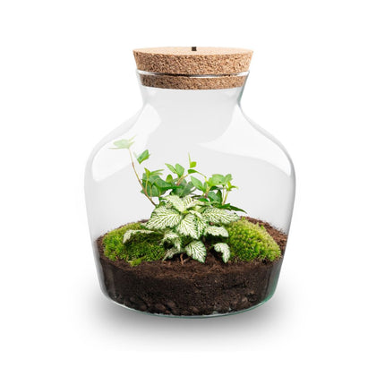  Little Joe - Flaschengarten mit Licht - DIY Terrarium mit Pflanzen im Glas - Ø 20 cm ↑ 22 cm