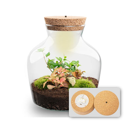  Little Joe - Flaschengarten mit Licht - DIY Terrarium mit Pflanzen im Glas - Ø 20 cm ↑ 22 cm