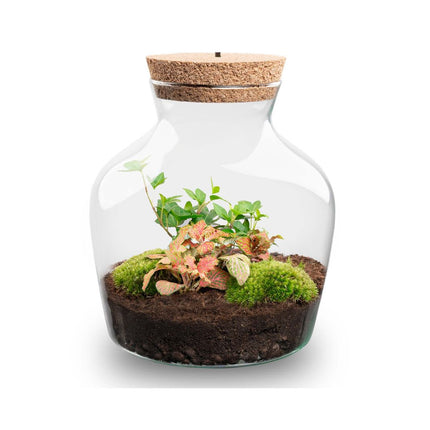  Little Joe - Flaschengarten mit Licht - DIY Terrarium mit Pflanzen im Glas - Ø 20 cm ↑ 22 cm