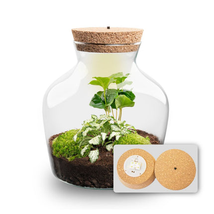  Little Joe - Flaschengarten mit Licht - DIY Terrarium mit Pflanzen im Glas - Ø 20 cm ↑ 22 cm