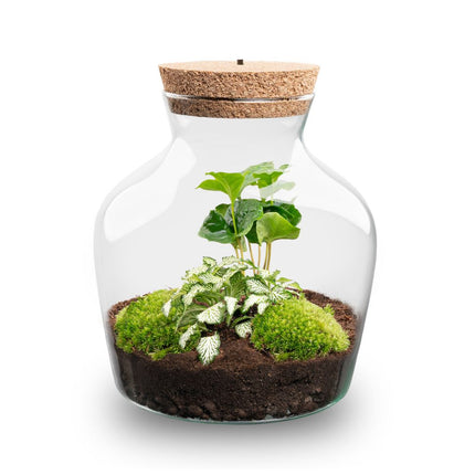  Little Joe - Flaschengarten mit Licht - DIY Terrarium mit Pflanzen im Glas - Ø 20 cm ↑ 22 cm