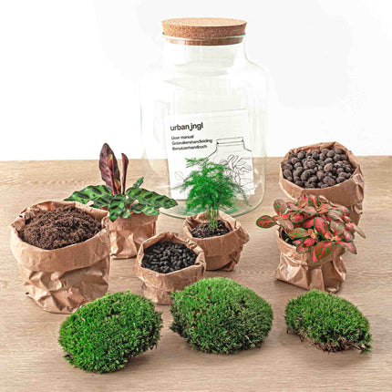 Kit DIY Terrario • 'Milky' • Ecosistema con plantas • ↑ 30 cm