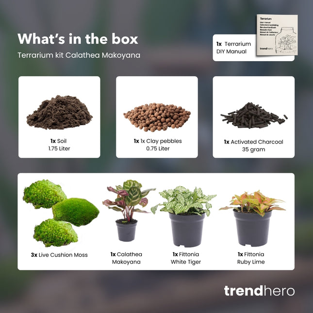 Calathea Makoyana - DIY Flaschengarten Starter- & Nachfüllset mit 3 Terrarienpflanzen