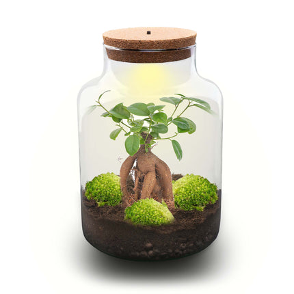 Milky Bonsai - Flaschengarten mit Licht - DIY Terrarium mit Pflanzen im Glas - Ø 21 cm ↑ 30 cm
