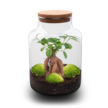 Milky Bonsai - Flaschengarten mit Licht - DIY Terrarium mit Pflanzen im Glas - Ø 21 cm ↑ 30 cm